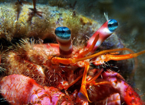 Hermid crab with beautiful eyes ;-) by Rico Besserdich 
